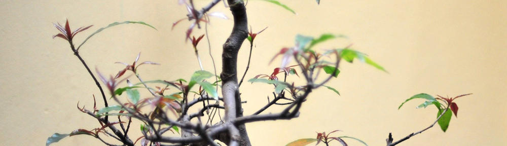 Velaciela的雪球专栏备份